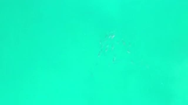 LOS CABOS MEXICO-2020: School Of Small Silver Fish Swim In A Calm Green Ocean