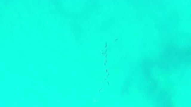 LOS CABOS MEXICO-2020: Fish Swimming Against The Current In The Light Blue