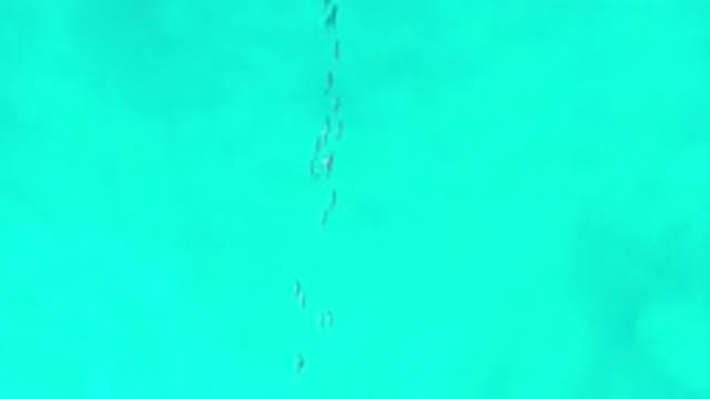 LOS CABOS MEXICO-2020: Amazing Scene of Little Fishes Swimming Under The Sea