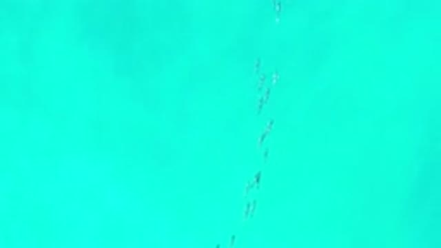LOS CABOS MEXICO-2020: School Of Fish Swimming Through A Clear Blue Green Ocean
