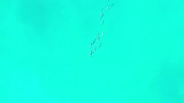 LOS CABOS MEXICO-2020: A Sky View Of A Group Of Dolphins Swimming In Clear Water