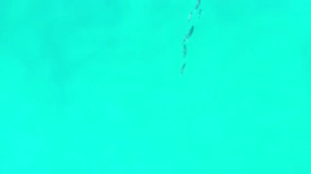 LOS CABOS MEXICO-2020: Beautiful Aerial School Of Fish