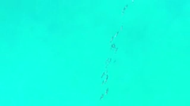 LOS CABOS MEXICO-2020: Fish Swim In A Straight Line To Then Form A Cyclone