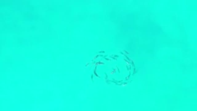 LOS CABOS MEXICO-2020: School Of Fish Swimming In A Circle In Emerald Green