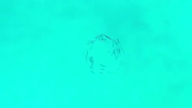 LOS CABOS MEXICO-2020: School Of Fish Swimming In Circles With Beautiful Aqua