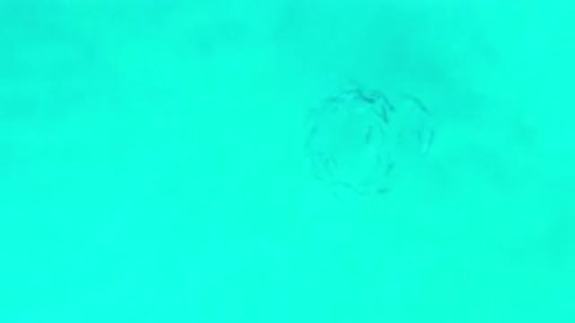 LOS CABOS MEXICO-2020: Camera Catches Swirl Of Fish In The Blue Water Ocean