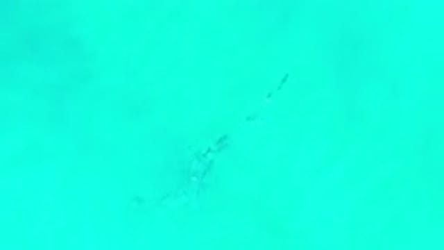 LOS CABOS MEXICO-2020: Group Of Fishes Swimming In A Line Formation In Crystal