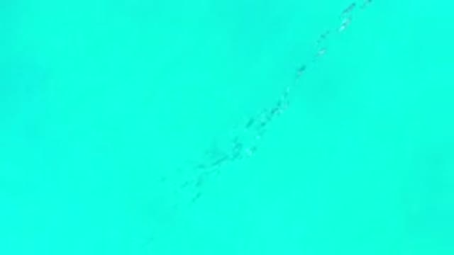 LOS CABOS MEXICO-2020: School Of Fish Swim In A Line Under The Green Ocean Water