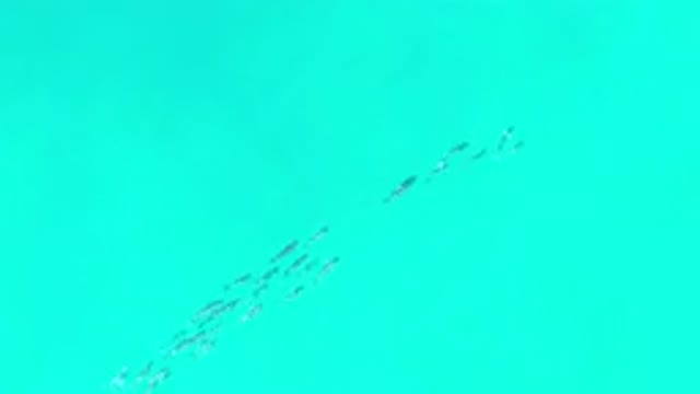 LOS CABOS MEXICO-2020: School Of Fish Swimming In The Blue Waters