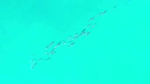 LOS CABOS MEXICO-2020: Spool Of Fish Swimming To Find A New Place To Eat And
