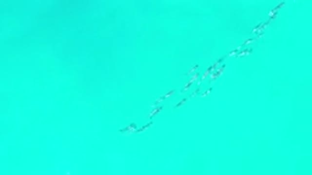 LOS CABOS MEXICO-2020: School Of Fish Swimming In A Turquoise Sea Following The