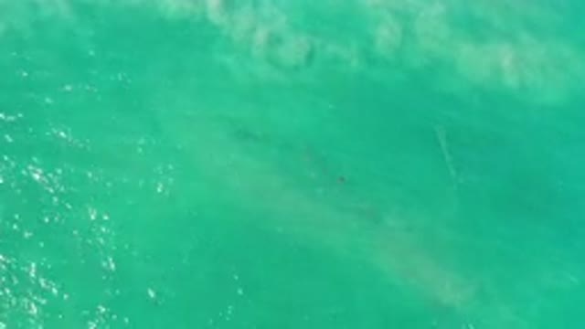LOS CABOS MEXICO-2020: Dark Fish Swimming Under Green Ocean