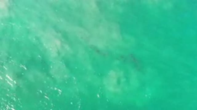 LOS CABOS MEXICO-2020: Dark Animal Appears To Be Moving Sand Under The Green