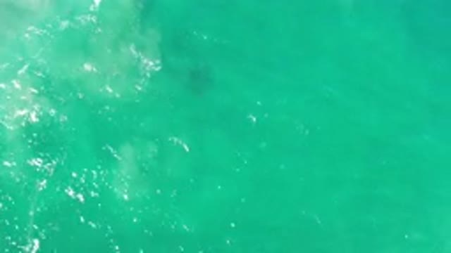 LOS CABOS MEXICO-2020: Green Water With Light Waves And Fish Or Black Spotted