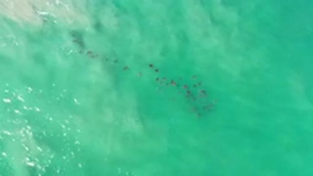 LOS CABOS MEXICO-2020: School Of Fish Swim Across A Blue Ocean With Sun