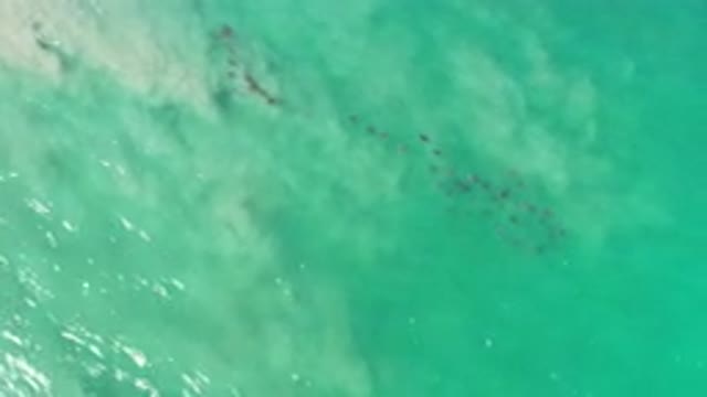 LOS CABOS MEXICO-2020: Green Ocean Layer With A School Of Fish Swimming In The