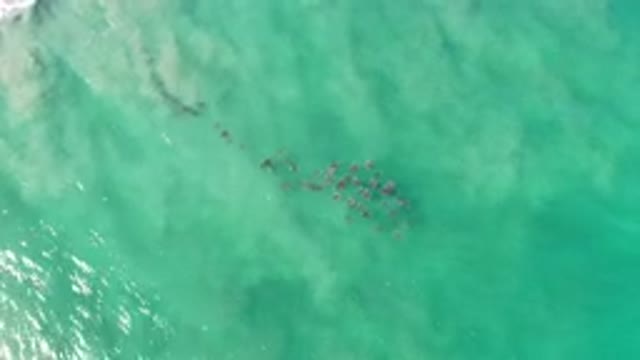 LOS CABOS MEXICO-2020: Waves Of Blue Green Bringing Sea Life To Shore Line