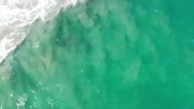 LOS CABOS MEXICO-2020: Sea Turtle Hatchling Swimming Off Shore Pushed By Strong Currents