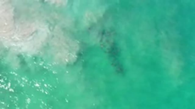 LOS CABOS MEXICO-2020: A Darkly Colored School Of Fish Swimming In A Sea Of Blue