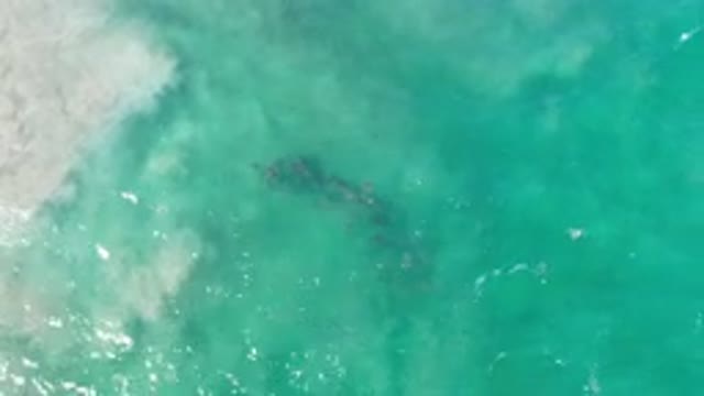 LOS CABOS MEXICO-2020: Relaxing Ocean View With A Whale Underneath