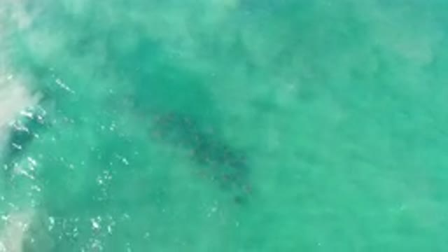 LOS CABOS MEXICO-2020: Whale Caught on Camera Under The Green Sea