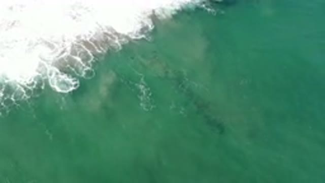 LOS CABOS MEXICO-2020: Overhead Shot Of A Strand Of Kelp Beneath The Surface Of