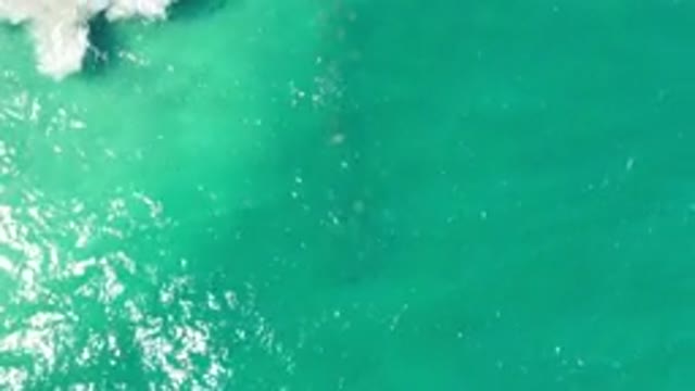 LOS CABOS MEXICO-2020: Massive Whale Seen Deep Below The Rippling Green Ocean
