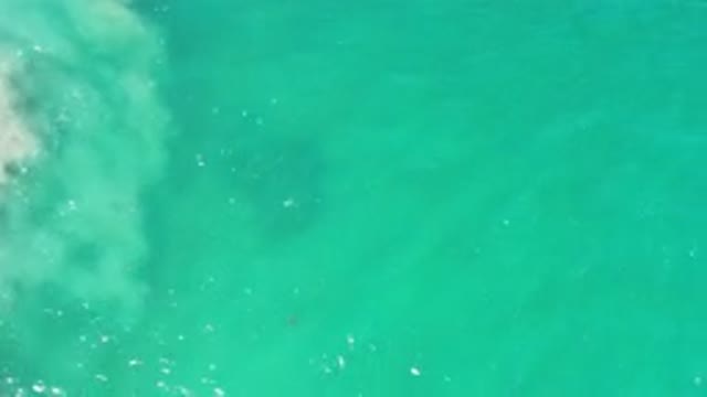 LOS CABOS MEXICO-2020: Whale Caught On Camera Deep Below The Rippling Green