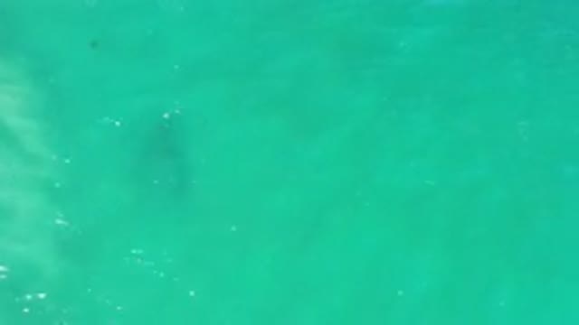LOS CABOS MEXICO-2020: Green Lake With An Apparent School Of Fish