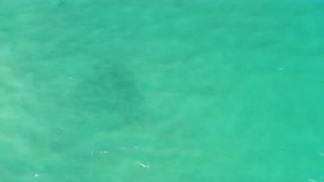 LOS CABOS MEXICO-2020: A School of Fish Swimming Through Shallow Crystal Clear Waters