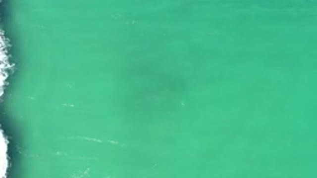 LOS CABOS MEXICO-2020: School Of Fish Swim And Make A Dark Object That Is Moving