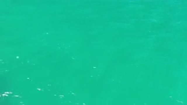 LOS CABOS MEXICO-2020: Dark Sea Animal Appears Under Green Ocean Water As Camera