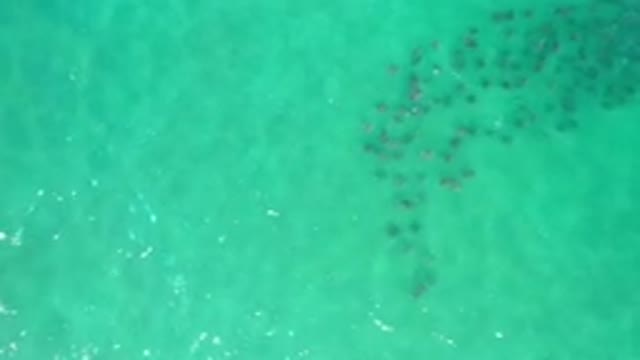LOS CABOS MEXICO-2020: Group Of Manta Rays In Shallow Water Migrating Together
