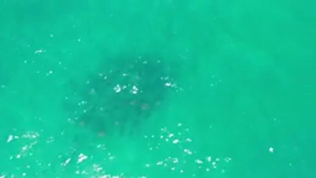 LOS CABOS MEXICO-2020: The Top View Of The Blue Sea With Underwater Plants