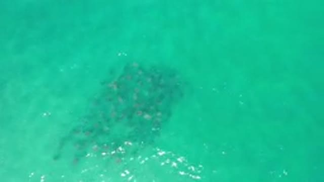 LOS CABOS MEXICO-2020: Group Of Fish In The Ocean
