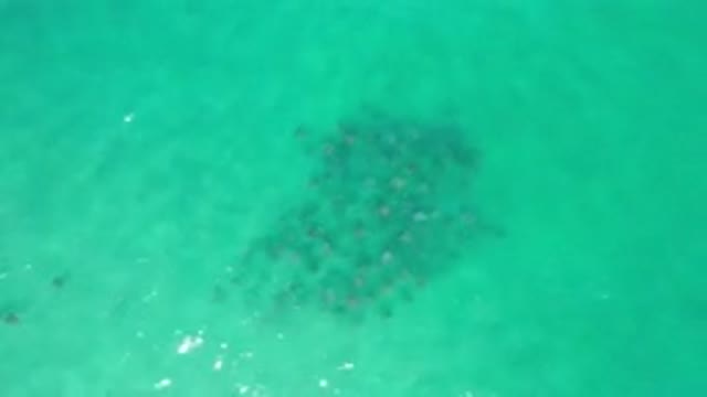 LOS CABOS MEXICO-2020: Green And Peaceful Waters And Some Marine Life On The