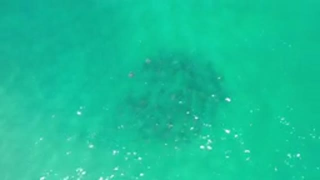 LOS CABOS MEXICO-2020: Underwater Sea Creature Gliding Over Sandy Ocean Floor