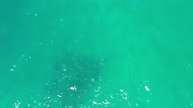 LOS CABOS MEXICO-2020: Fishes Swimming With Crowd In A Deep Sea With Green