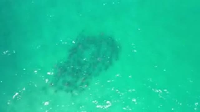 LOS CABOS MEXICO-2020: Air Shot Of A School Of Tropical Fish Swimming