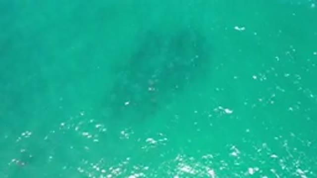 LOS CABOS MEXICO-2020: Big Fish Swimming Under The Green Ocean Water As Waves