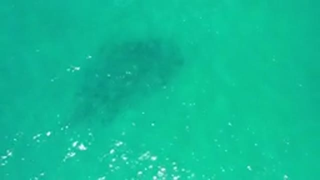 LOS CABOS MEXICO-2020: One Big Whale Caught Swimming Under The Green Sea