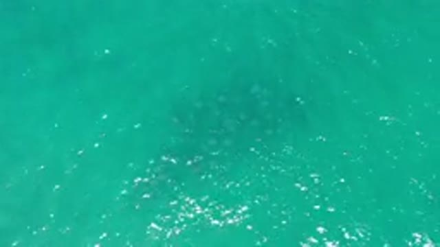 LOS CABOS MEXICO-2020: Aerial View Of Body Of Water With Unknown Sea Life Group