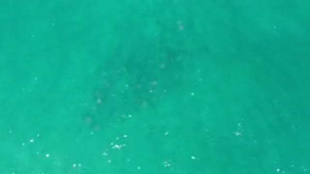 LOS CABOS MEXICO-2020: Green Sea With A Whale Swimming Underneath