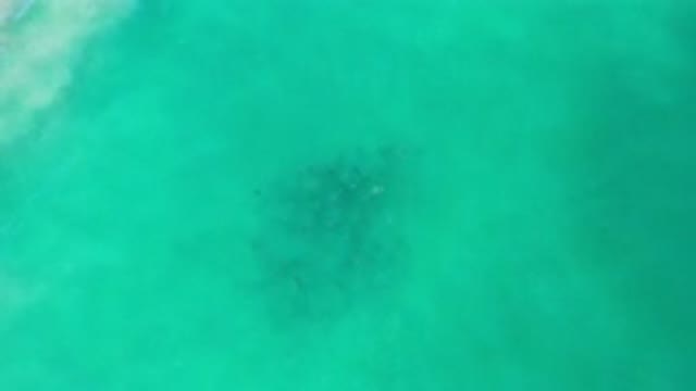 LOS CABOS MEXICO-2020: Appearance of a Black Whale Below the Rippling Green