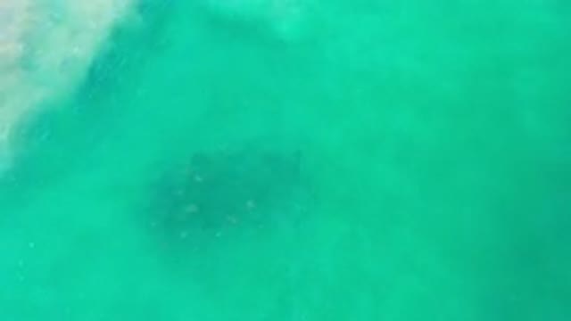 LOS CABOS MEXICO-2020: School Of Fish Swimming In The Ocean