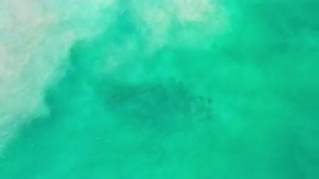 LOS CABOS MEXICO-2020: Above View Of A School Of Fish Beneath The Blue Ocean