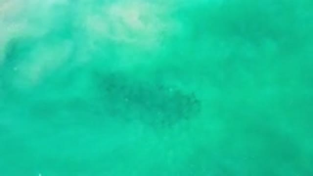 LOS CABOS MEXICO-2020: Aerial View Of A School Of Fish Swimming In The Green Sea