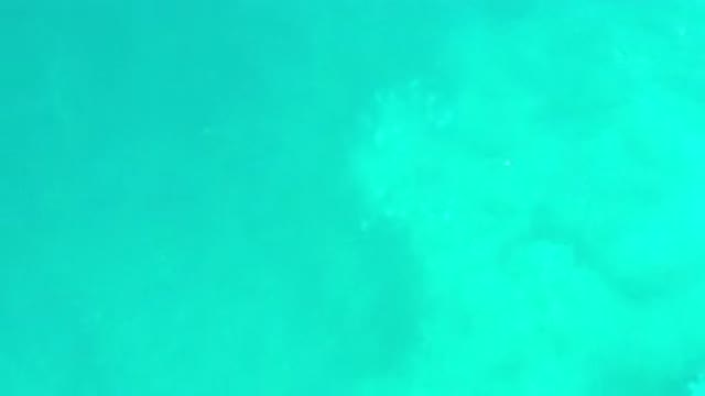 LOS CABOS MEXICO-2020: Silver Shining Fish Shimmer Swimming Below Clear Green Water