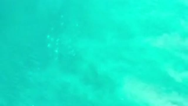 LOS CABOS MEXICO-2020: School Of Fish Swim Under Green Water As A Wave Goes Over