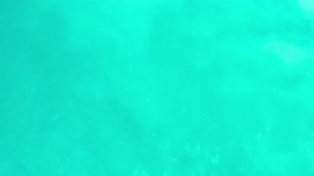 LOS CABOS MEXICO-2020: A Large Group Of Fish Swimming Together In The Middle Of